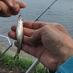 少し季節遅れのホンモロコ釣り